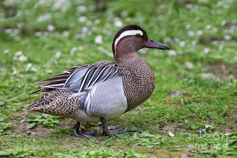 Male Garganey Photograph by John Devries/science Photo Library - Fine ...