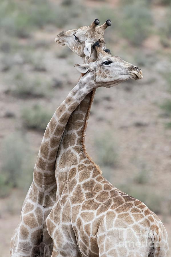 Male Giraffes Necking Photograph by Tony Camacho/science Photo Library