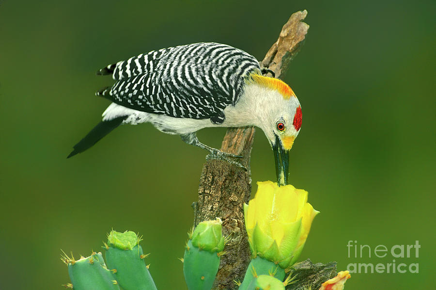 Male Golden-fronted Woodpecker Feeding Texas  Photograph by Dave Welling