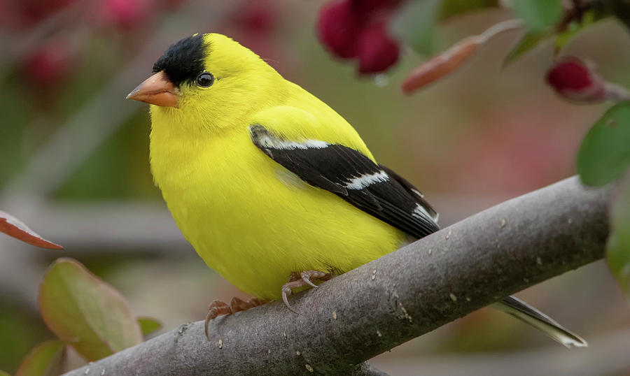 Male Goldfinch Checking Me Out by Ricky L Jones Male Goldfinch Checking Me Out by Ricky L Jones