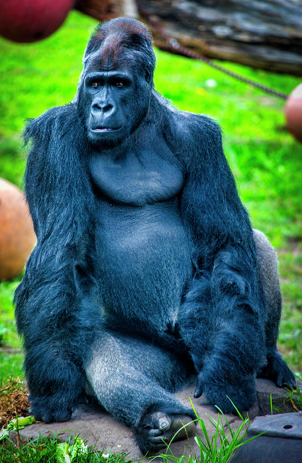 Male Gorilla  Photograph by Garry Gay