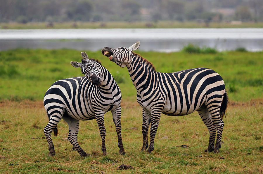 Male Grants Zebras Fighting Photograph by Hiroya Minakuchi