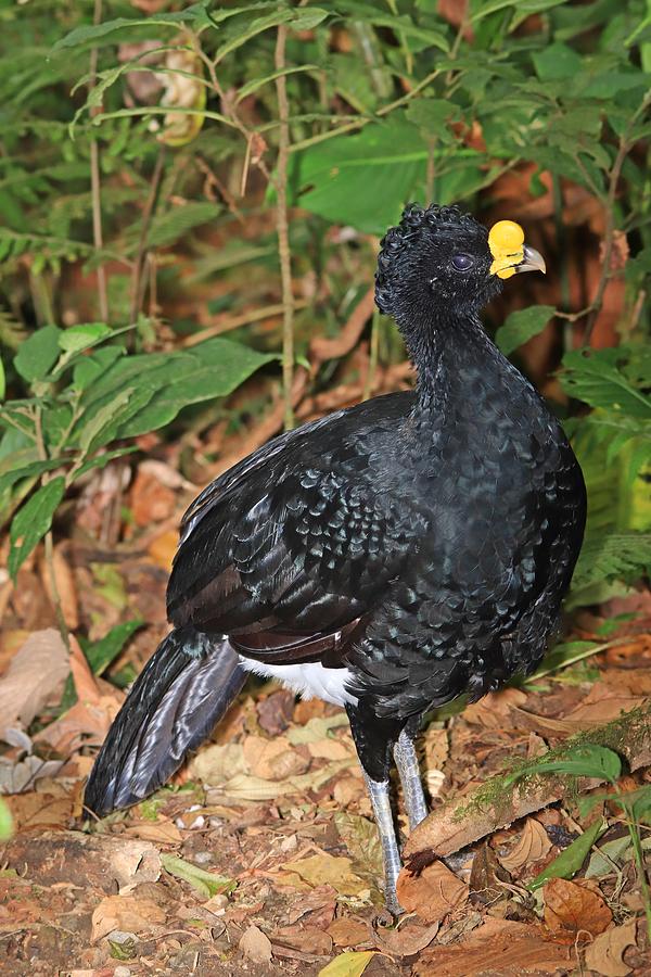 Male Great Curassow Portrait Photograph by Marlin and Laura Hum
