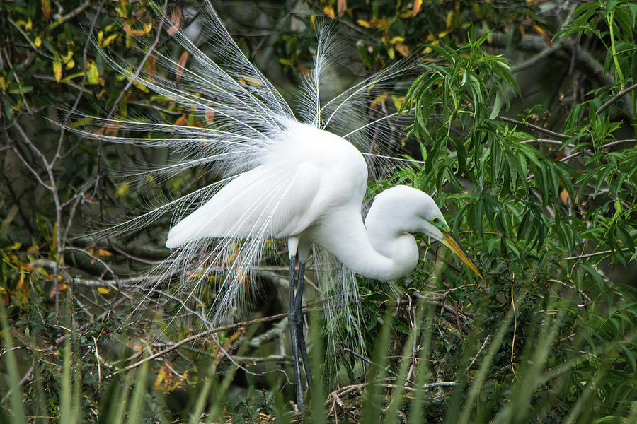 Male Great Egret Dressed in His Finery Photograph by Mary Ann Artz