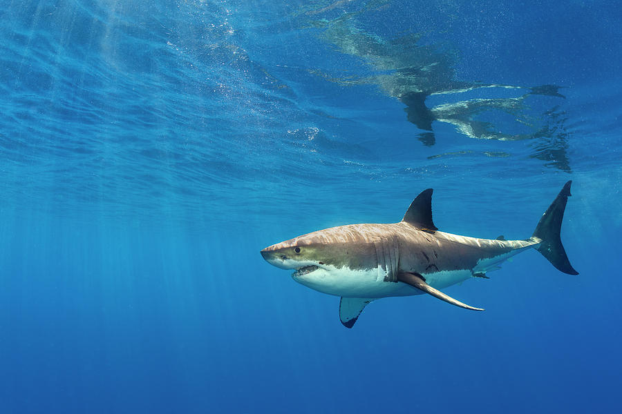 Male Great White Shark Swimming, Baja California, Mexico Photograph by ...