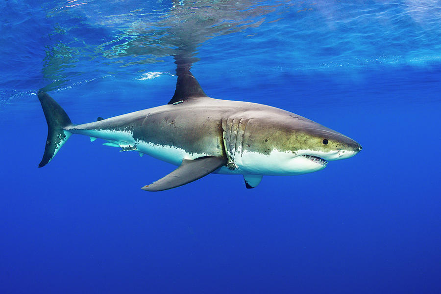 Male Great White Shark Swimming Close To The Surface Photograph by Alex ...