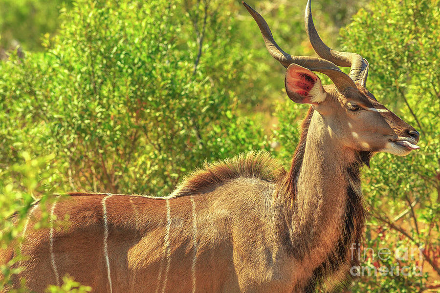Male Greater kudu Photograph by Benny Marty