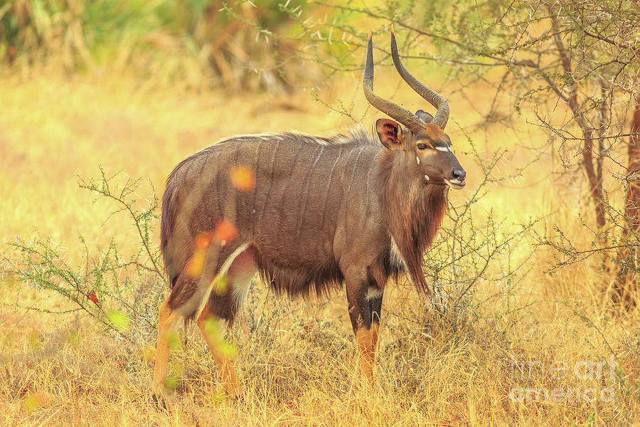 Male Greater Nyala Photograph by Benny Marty