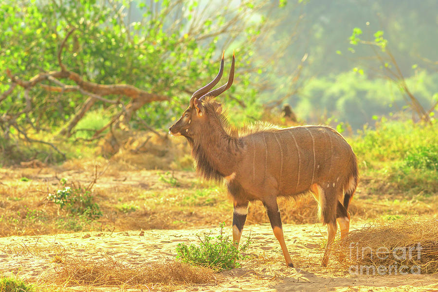 Male Greater Nyala of Kruger National Park Photograph by Benny Marty
