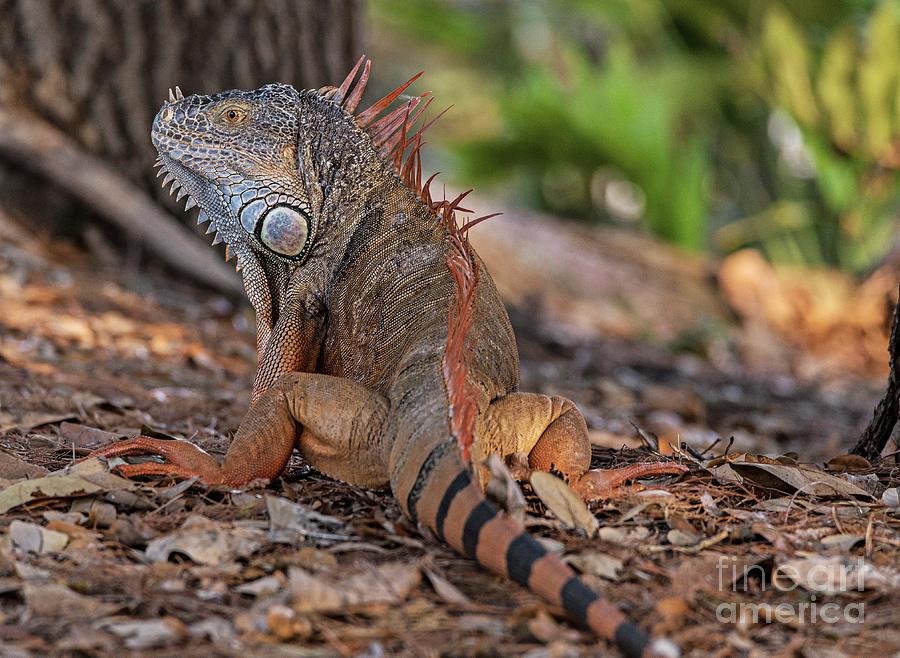 Male Green Iguana Photograph by Bob Gibbons/science Photo Library