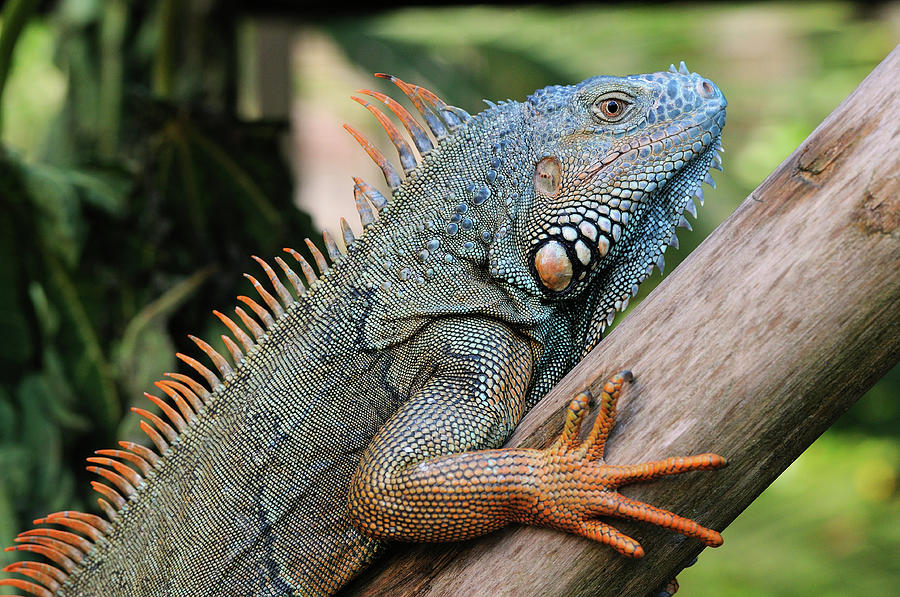 Male Green Iguana Photograph by Tom Schwabel