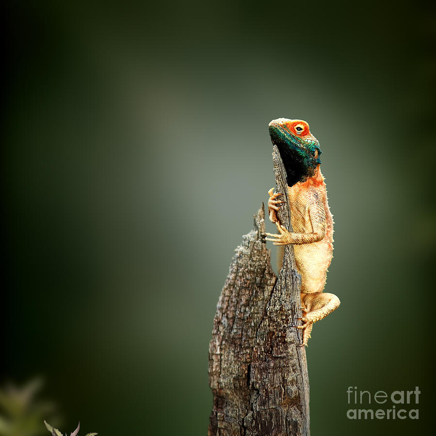 Sunbathing Photograph - Male Ground Agama Agama Aculeata by Johan Swanepoel Sunbathing Photograph - Male Ground Agama Agama Aculeata by Johan Swanepoel