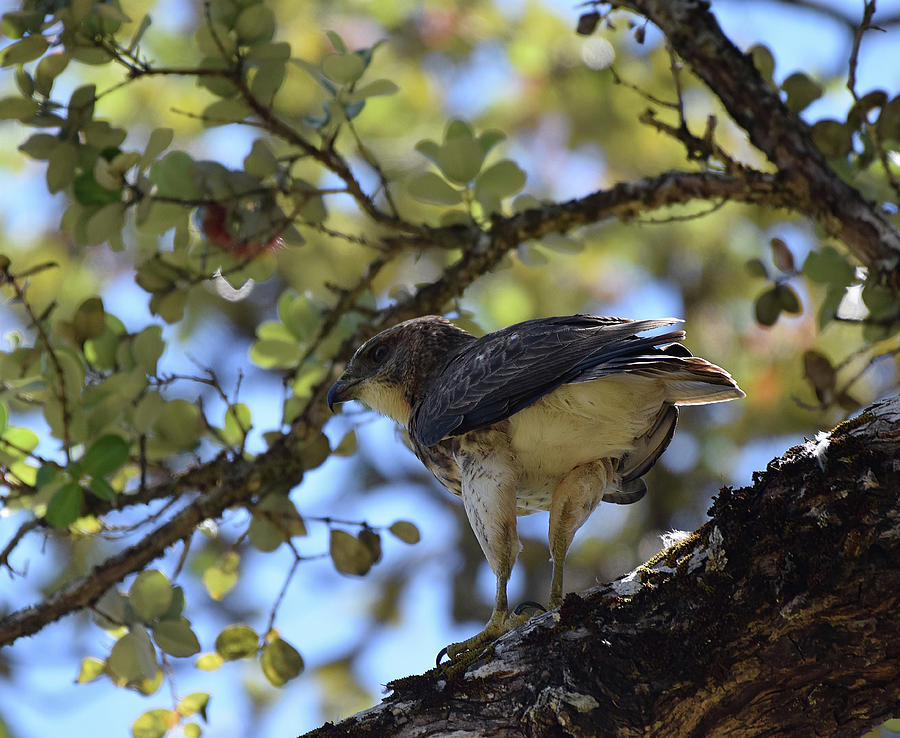 Male Hawaiian Hawk by Pamela Walton Male Hawaiian Hawk by Pamela Walton