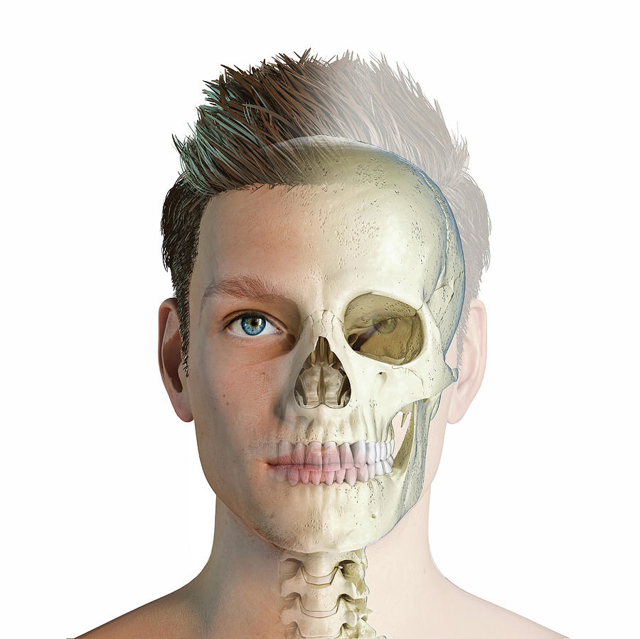 Male Head With Skull In Ghost Effect Photograph by Leonello Calvetti