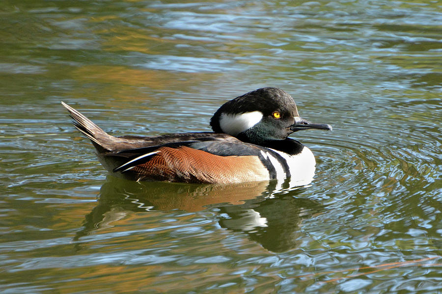 Male Hooded Merganser Photograph by Jerry Griffin