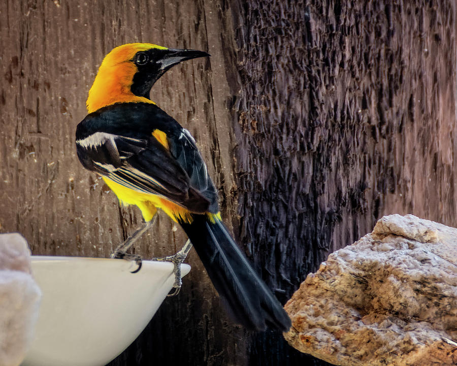 Male Hooded Oriole H1941 Photograph