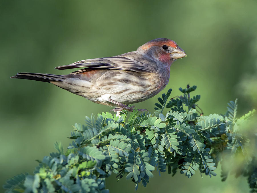 Male House Finch 6479-102818-1cr Photograph by Tam Ryan