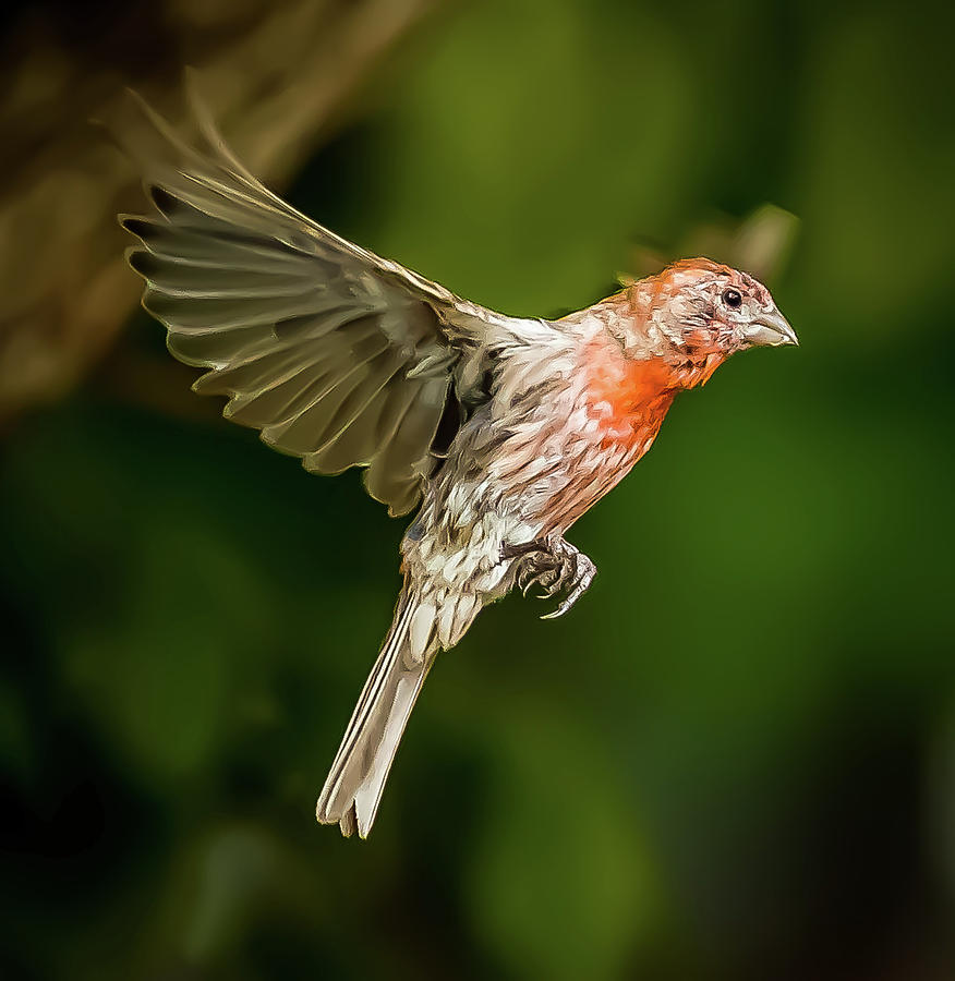 Male House Finch in Flight Digital Art by Ed Stines