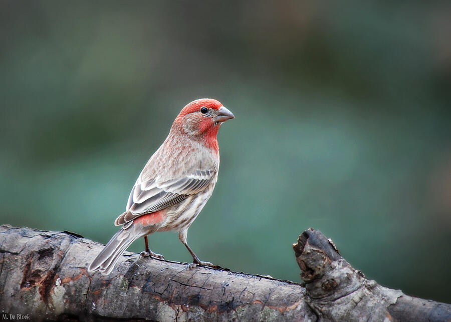 Male House Finch Portrait Photograph by Marilyn DeBlock - Fine Art America