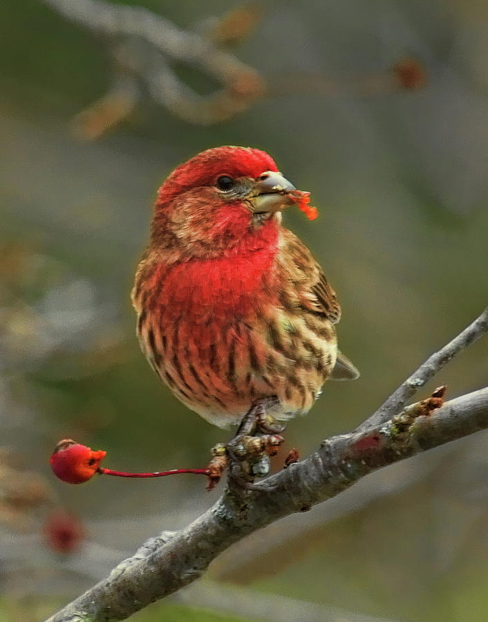 Male House Finch With Crabapple Photograph