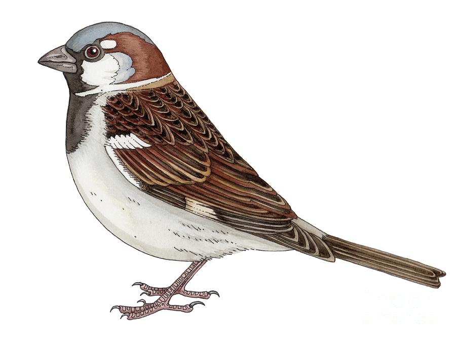 Male House Sparrow Photograph by Lizzie Harper/science Photo Library