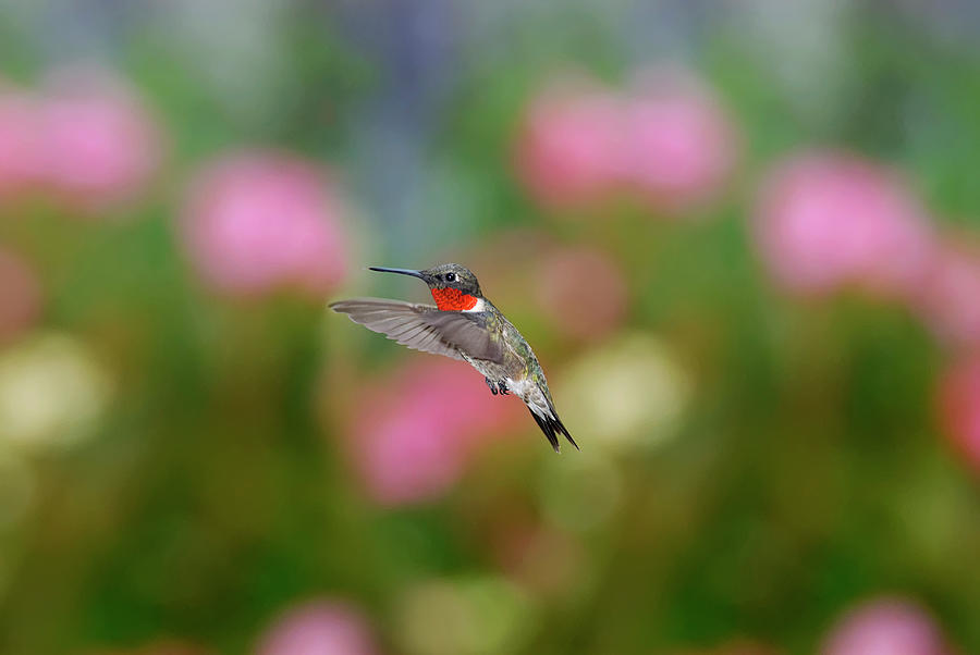 Hummingbird Photograph - Male Hummingbird In Flight by Dansphotoart On Flickr