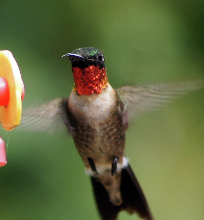 Male Hummingbird Photograph by Ramona Williams - Fine Art America