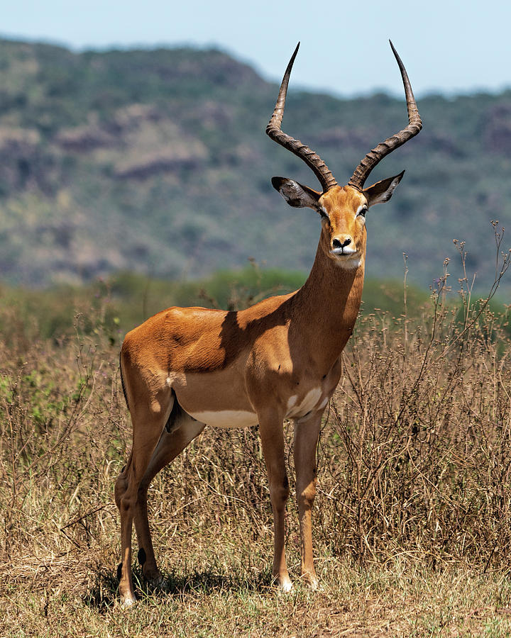 Male Impala Photograph by Betty Eich