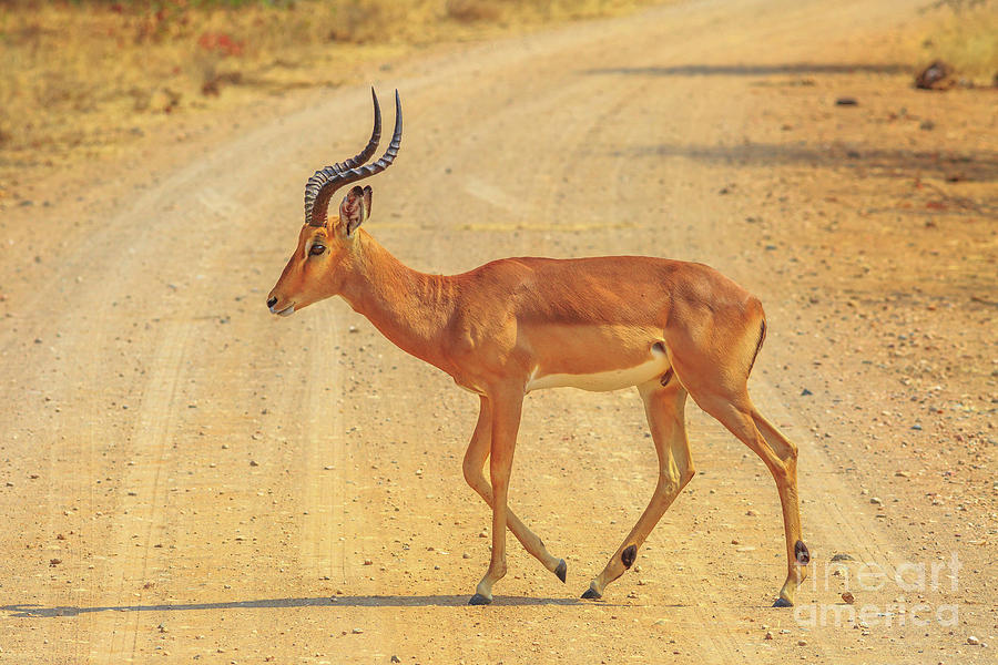 Male Impala crossing a road Photograph by Benny Marty