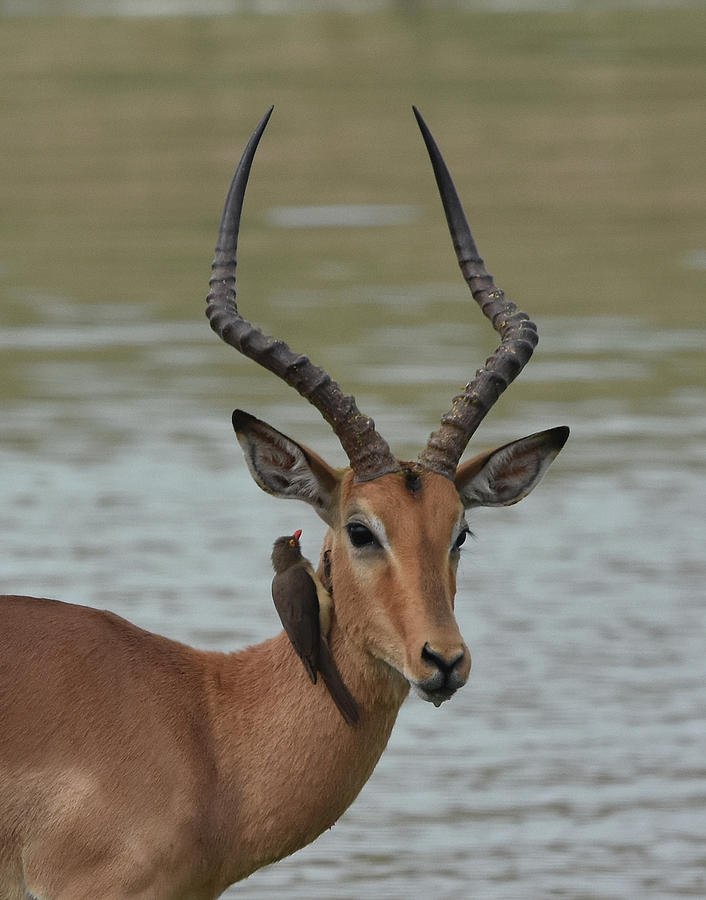 Male Impala with Oxpecker Photograph by Ben Foster