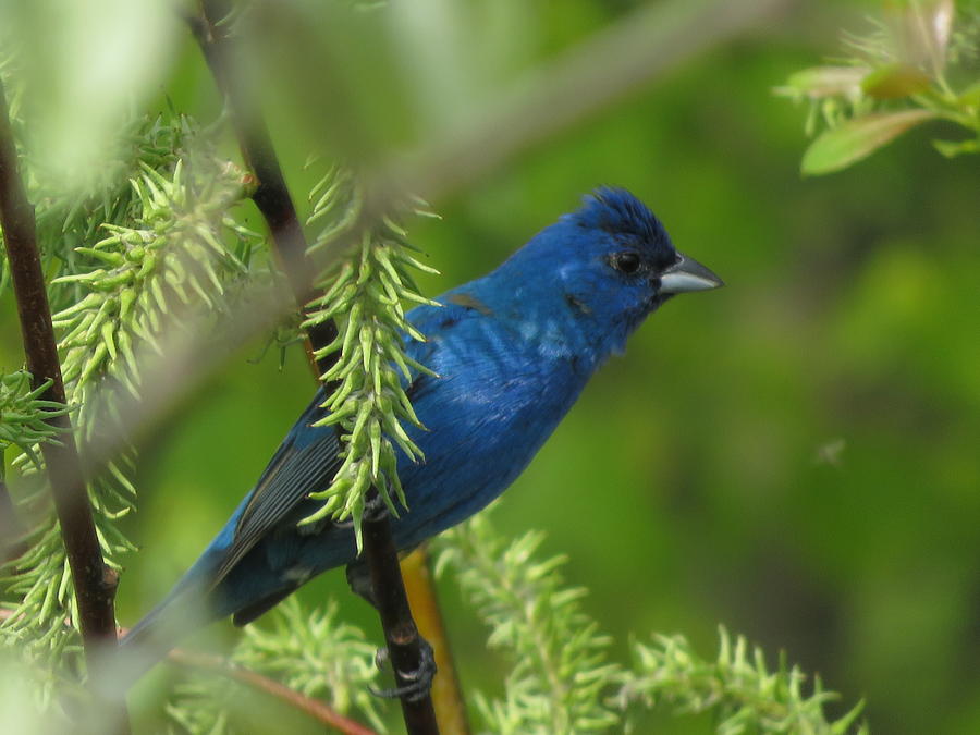 Male indigo passerin Photograph by Linda Bruyere - Pixels