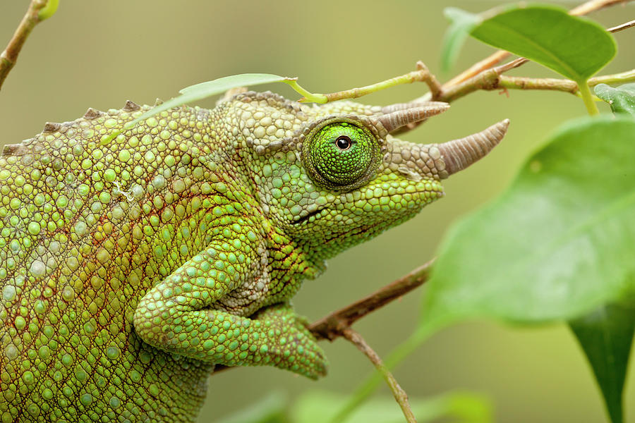 Male Jackson's Chameleon On Tree Branch, East Africa Photograph by ...