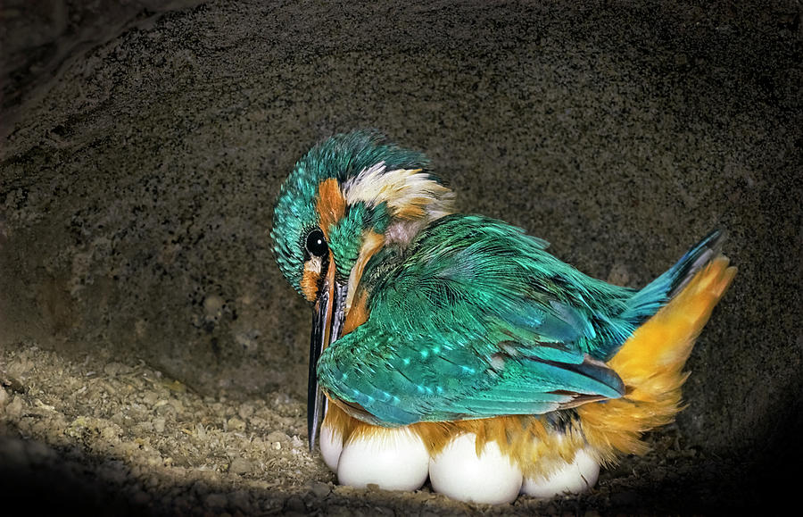 Male Kingfisher Adjusting His Position On Eggs For His Photograph by ...