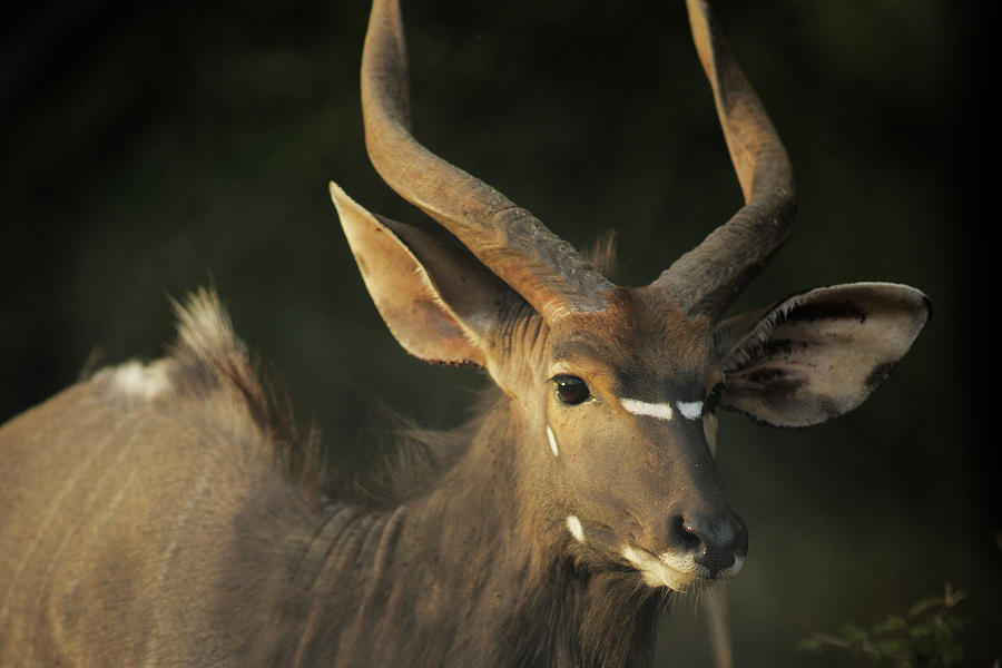 Male Kudu Portrait, South Africa Photograph by Emil Von Maltitz Male Kudu Portrait, South Africa Photograph by Emil Von Maltitz