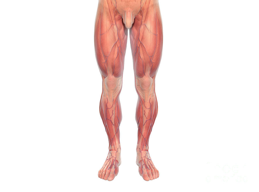 Muscles Of The Leg #6 by Asklepios Medical Atlas