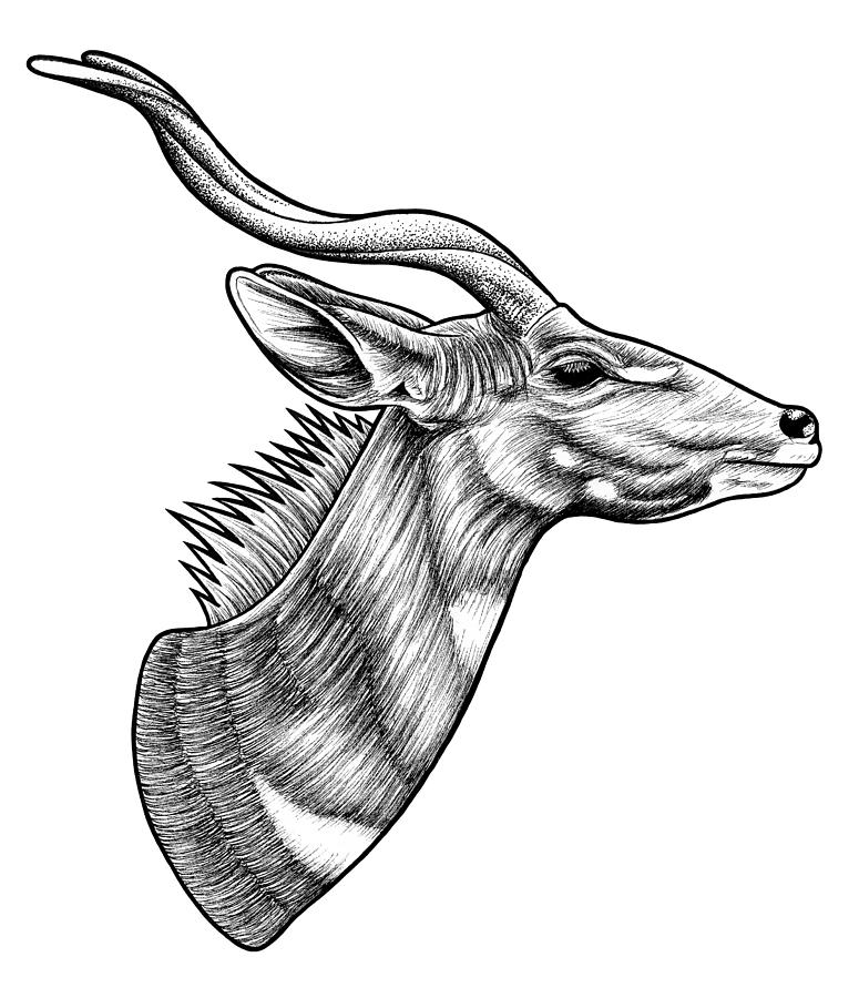 Animal Drawing - Male lesser kudu by Loren Dowding