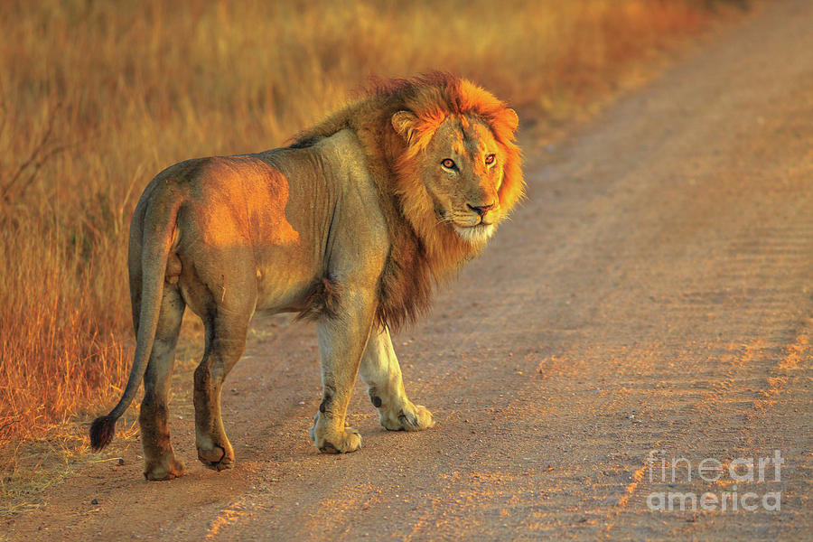 Male Lion Africa Photograph by Benny Marty - Fine Art America