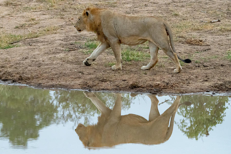 Male lion and his reflection Photograph by Mark Hunter