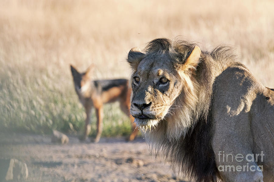 Male Lion And Jackal Photograph by Dr P. Marazzi/science Photo Library ...