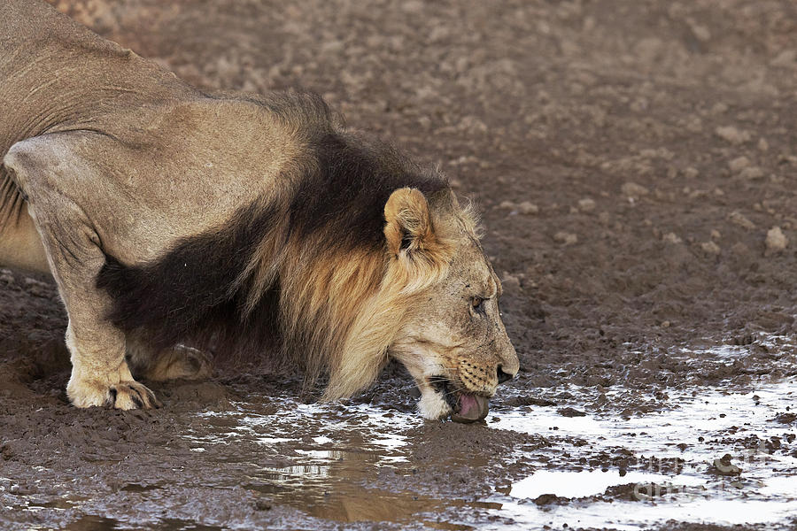 Lion Photograph - Male Lion At A Water Hole by Dr P. Marazzi/science Photo Library Lion Photograph - Male Lion At A Water Hole by Dr P. Marazzi/science Photo Library