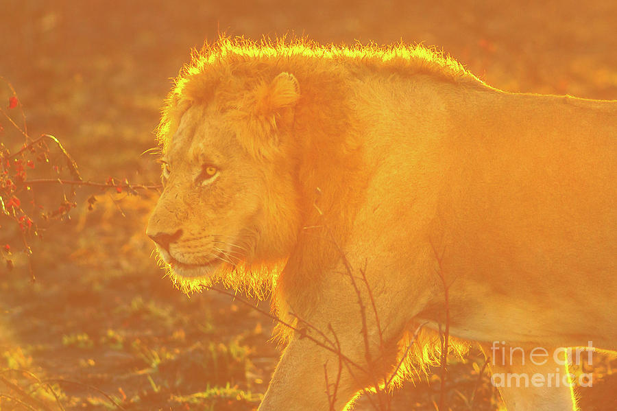 Male Lion at sunrise Photograph by Benny Marty