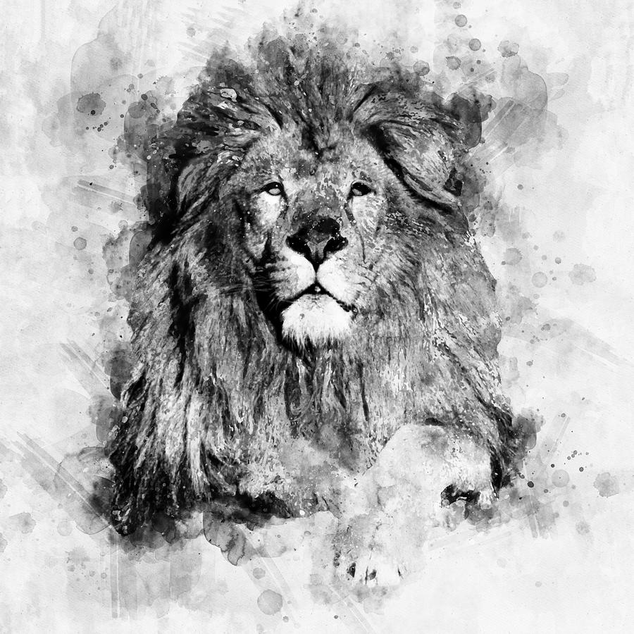 black and white lion drawing