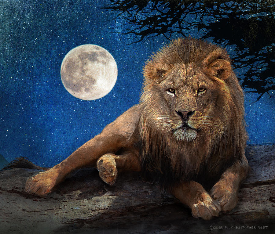 Male Lion By Moonlight Photograph By R Christopher Vest Fine Art America 