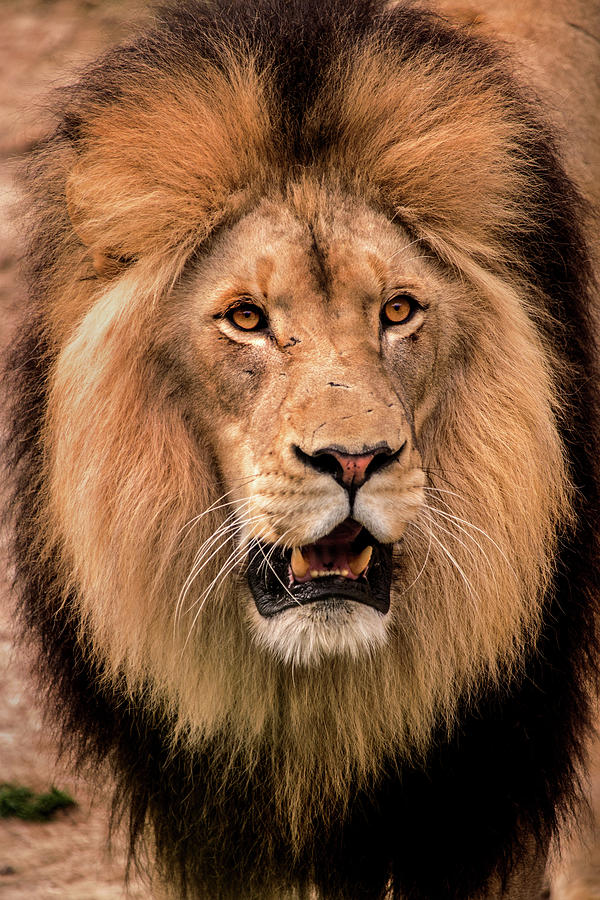 Male Lion-DC Photograph by Don Johnson