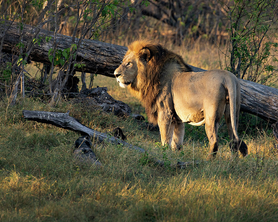 Male Lion in Botswana Photograph by John Rodrigues - Fine Art America