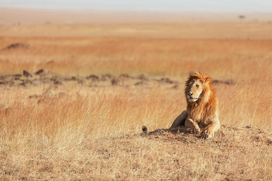 Male Lion In Masai Mara Photograph by Ivanmateev