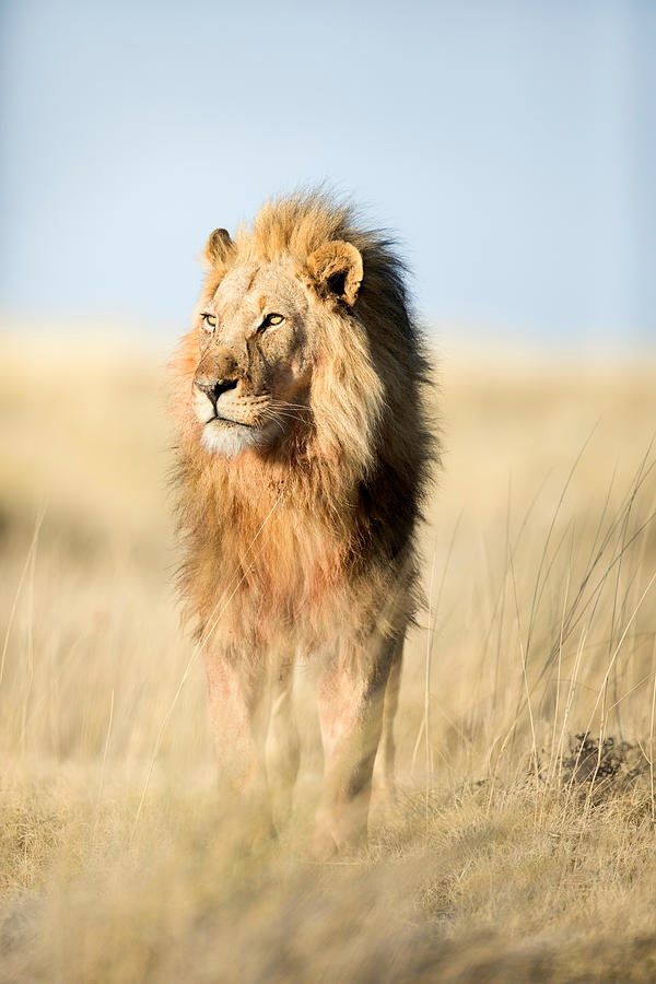 Male Lion Near Halali In Etosha Photograph by Ben McRae