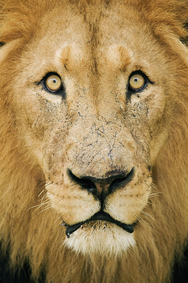 Male Lion Panthera Leo, Close-up Photograph by Martin Harvey