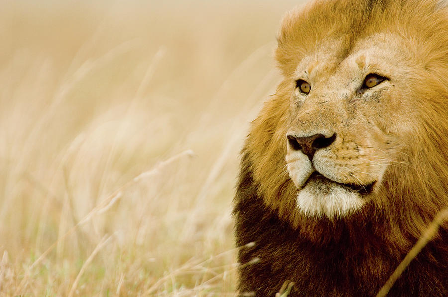 Male Lion Panthera Leo Portrait, Masai Photograph by Federico Veronesi