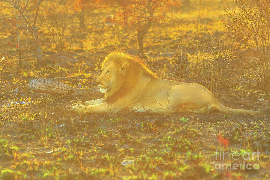 Male Lion resting Photograph by Benny Marty